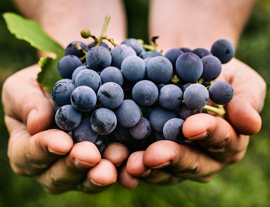 TINTA RORIZ: A CASTA VERSÁTIL DE MUITOS NOMES E SABORES